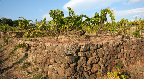 Vines in Mt. Etna
