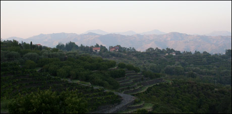 Terraced vineyards in Mt. Etna