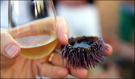 Grillo with sea urchin